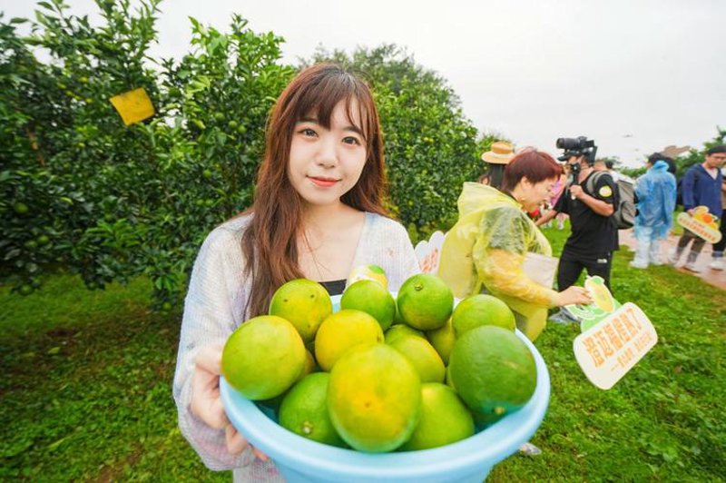 香蕉批发市场风云再起